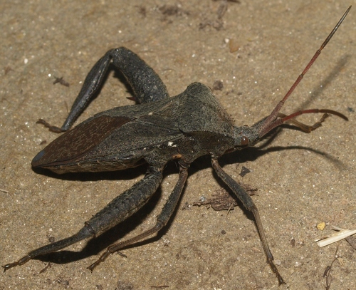 Florida leaf-footed bug: Acanthocephala femorata