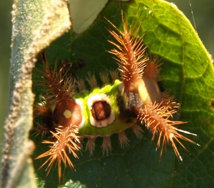 saddleback caterpillar Acharia stimulea