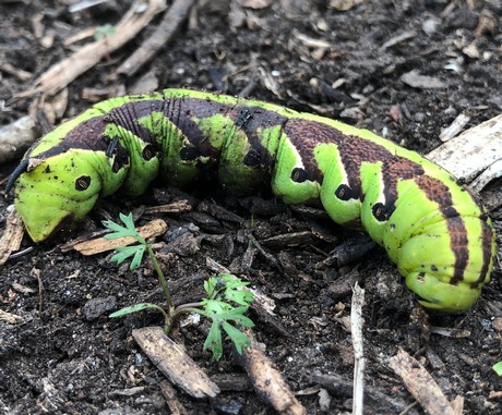 sweet potato hornworm - Agrius singulata