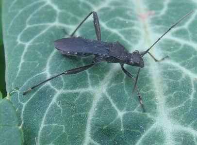 Alydus: broad-headed bug