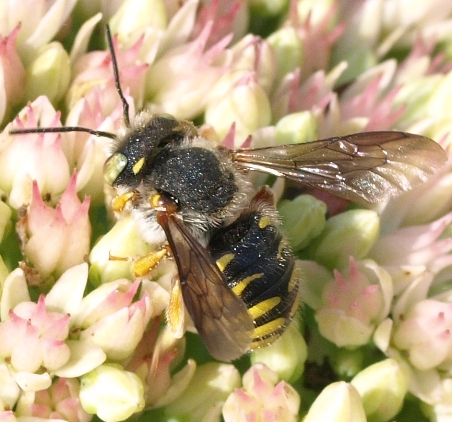 Anthidium oblongatum: leafcutter bee