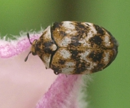 carpet beetle: Anthrenus verbasci