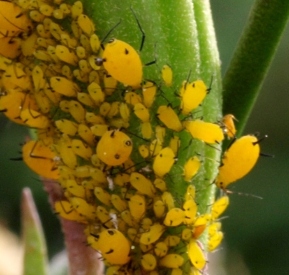 Aphis nerii: oleander aphid
