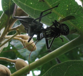 arilus cristatus wheelbug