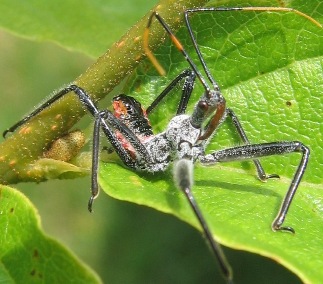 arilus cristatus wheelbug nymph