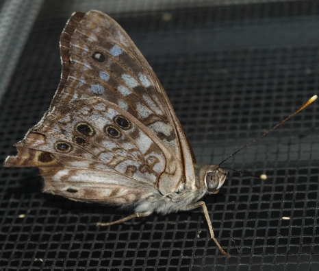 Asterocampa celtis: hackberry emperor butterfly