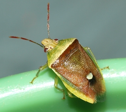 stinkbug: Banasa dimiata