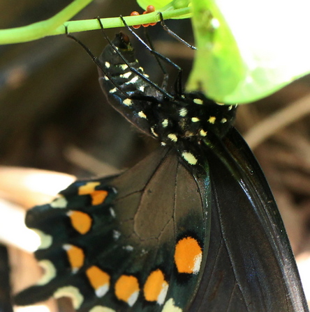 pipevine swallowtail butterfly battus philenor