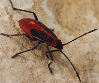 Boisea trivittata: Eastern box elder bug nymph