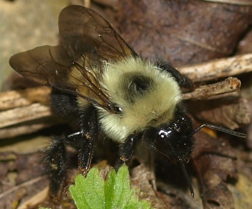 Bumblebee bombus bimaculatus