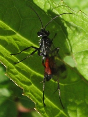 spider wasp Calicurgus hyalinatus