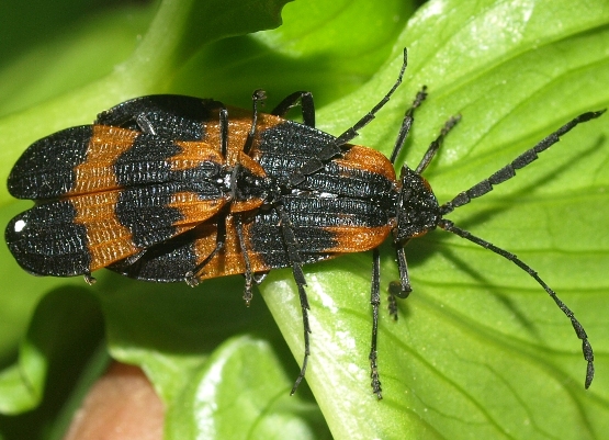 Calopteron discrepans: net-winged beetle
