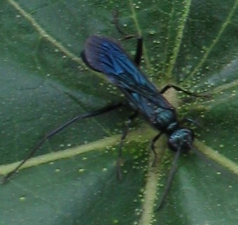 blue mud dauber Chalybion californicum