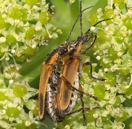 Chauliognathus marginatus: margined leatherwing