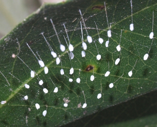 green lacewing eggs: Chrysopidae