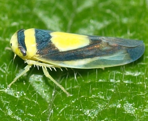 Colladonus clitellarius: planthopper