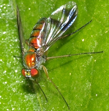 long-legged fly Condylostylus