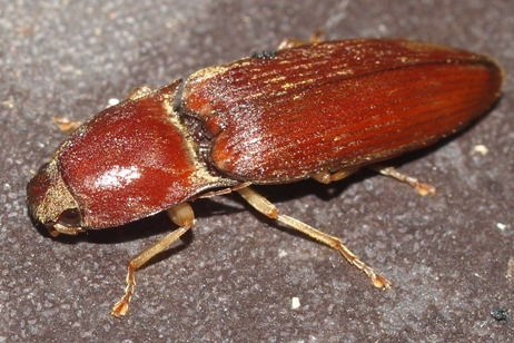 click beetle: conoderus lividus