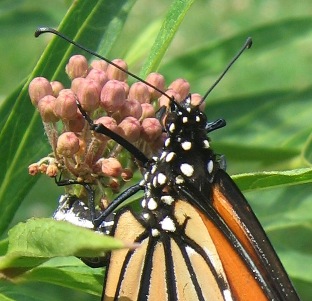 monarch butterfly danaus plexippus