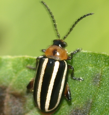 Disonycha glabrata: flea beetle