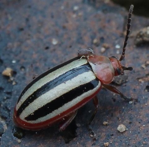 Disonycha leptolineata: striped flea beetle