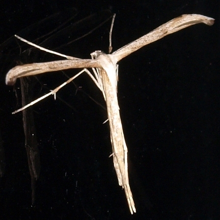 emmelina monodactyla: morning glory plume moth