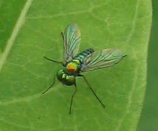 long-legged fly Condylostylus (dolichopodidae)