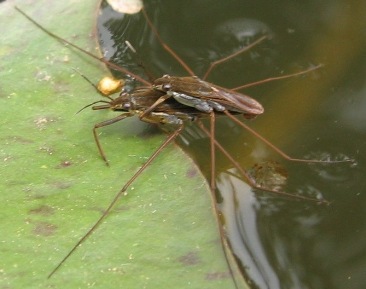waterstrider: gerris