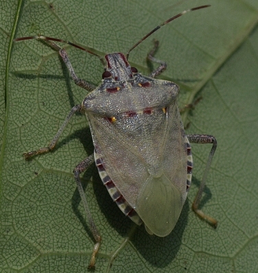 brown marmorated stinkbug: Halyomorpha halys (teneral form)