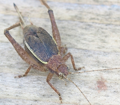 Hapithus sp.: flightless bush cricket