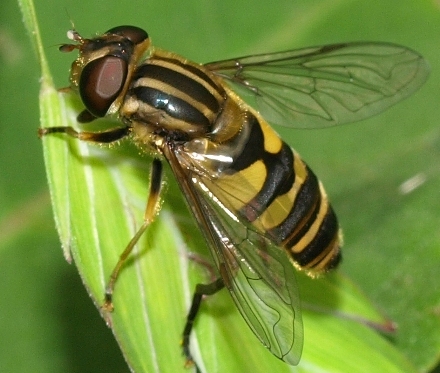 Syrphid fly: Helophilus fasciatus (female)
