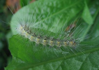 fall webworm Hyphantria cunea