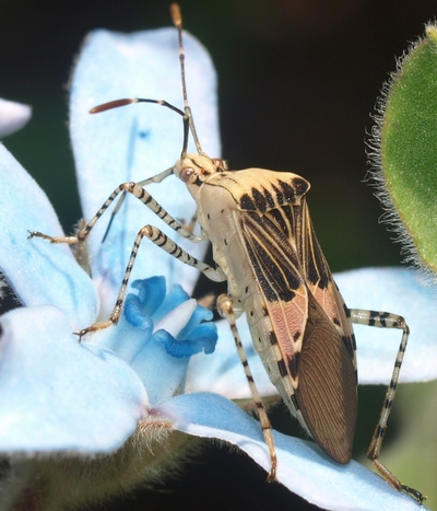 spot-sided coreid: Hypselonotus punctiventris