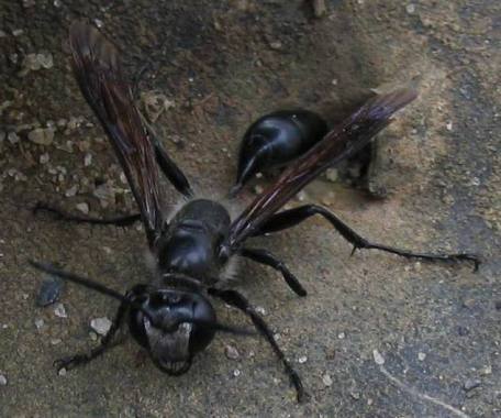 grass carrier wasp isodontia apicalis