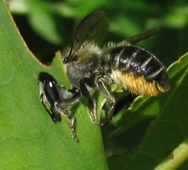 leafcutter bee megachile brevis