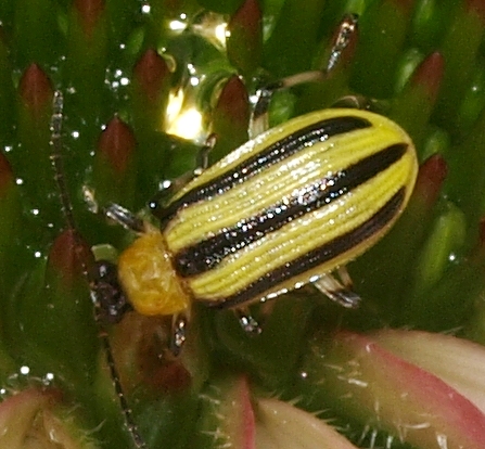 three-lined potato beetle: Lema daturaphila