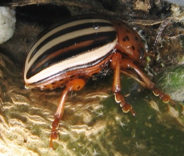 leptinotarsa juncta false potato beetle