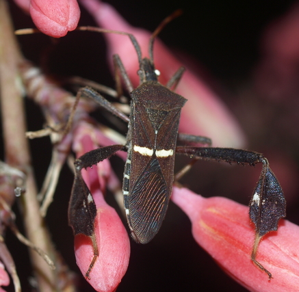 Eastern leaf-footed bug: Leptoglossus phyllopus