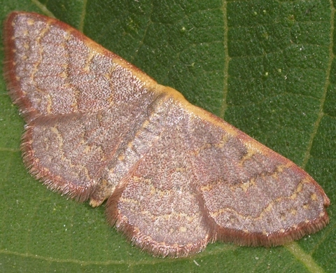 pannaria wave moth: leptostales pannaria