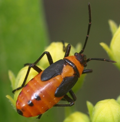 Lygaeus kalmii: small milkweed bug