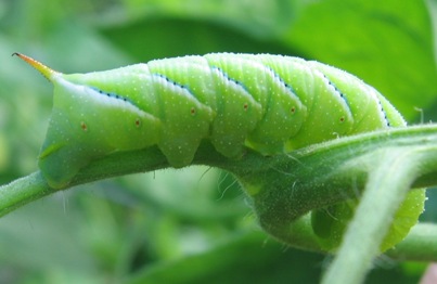 tomato hornworm - manduca sexta