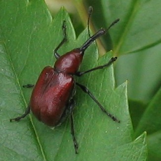 cucumber beetle Merhynchites bicolor