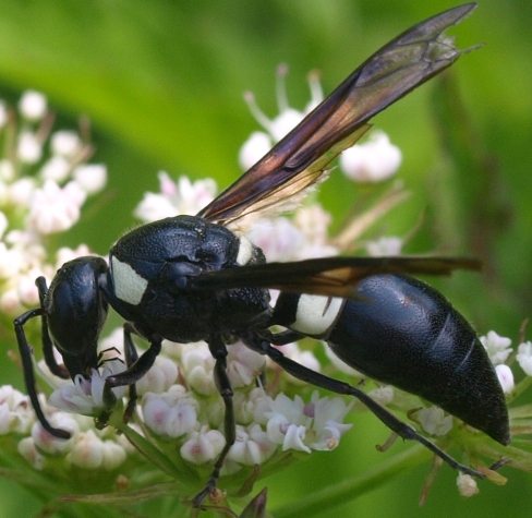 mason wasp Monobia quadridens