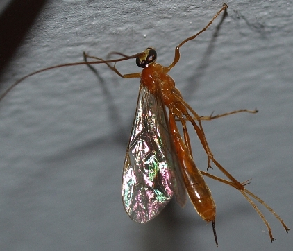 ichneumon wasp - Netelia species
