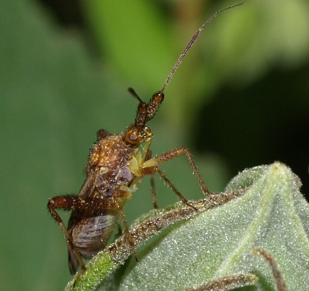 Neurocolpus: plant bug