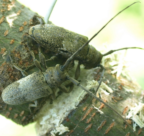 Oncideres pustulata - huisache twig girdlers