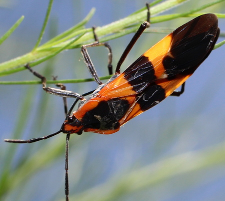 Oncopeltus fasciatus large milkweed bug