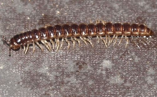 greenhouse millipede: Oxidus gracilis