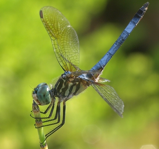 pachydiplax longipennis: blue dasher dragonfly