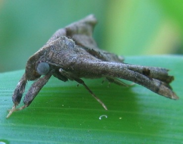 Palthis moth
